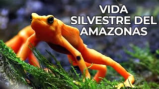 El Mundo Salvaje La Selva Amazónica  Free Documentary Nature  Español [upl. by Eednarb361]