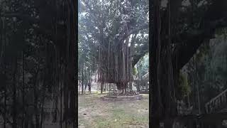 Banyan tree banyan banyantree banyantree nature naturalattractions [upl. by Ayana]