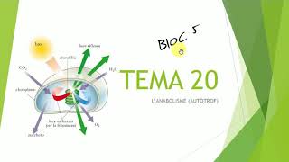 TEMA 20 LANABOLISME AUTÒTROF [upl. by Eidissac]