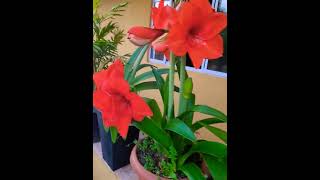 Mais Amarilis 🌺flores flowers nature [upl. by Sawyor]