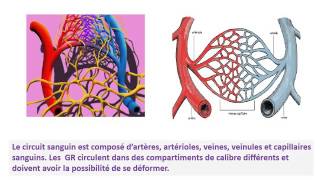 CYTOLOGIE ROLES DU CYTOSQUELETTE [upl. by Ysle]