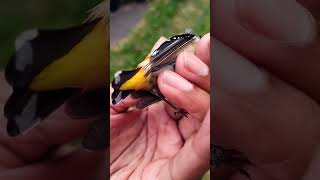 Found this pretty bird in the grass Sadly had died Spotted Pardalote birds [upl. by Trefler]