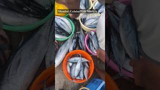 Mumbai colaba wholesale fish market  Vishal prabhe fishing shorts [upl. by East]