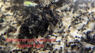 Monomorium minimum nuptial flight [upl. by Ahsiad]