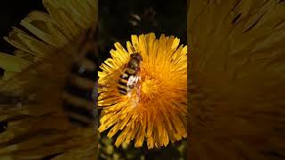 A Bee is on the Hawkweed Oxtongue [upl. by Ssenav]