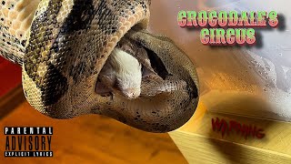 Boa Constrictor BCI  feeding highlights 🎬 041024 [upl. by Ynor]