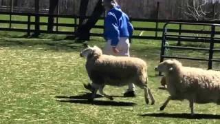 Pembroke Corgi herds sheep for the first time [upl. by Otreblide]