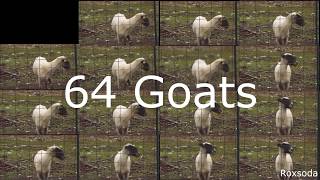 64 angry goats screaming together [upl. by Gay581]