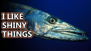 Barracuda facts a torpedolike fish  Animal Fact Files [upl. by Seaver]