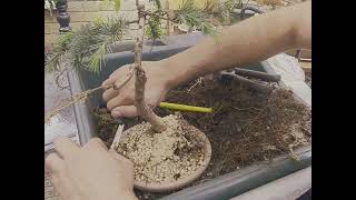 cedar bonsai repot [upl. by Radborne]