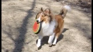 Sheltie playing frisbee [upl. by Estren]