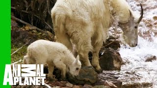 Baby Mountain Goat Learns To Follow In His Mothers Footsteps  North America [upl. by Leeban]