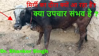 Convulsions  Seizure Episodes  Succesful Treatment in Cow [upl. by Armitage]