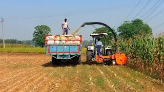 Corn Silage Making Process in Punjab  Corn Silage Making Machine [upl. by Annerahs634]