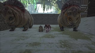 Gasbag Breeding  Ark Survival Evolved  Extinction DLC  Ep 4 [upl. by Feer199]