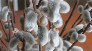 Pruning Pussy Willow by Pollarding Salix caprea or discolor [upl. by Briney]