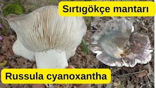 EFSANE LEZZET Sırtıgökçe mantarı Russula cyanoxantha Charcoal burner Russula xyanoxantha [upl. by Loram]