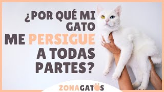 ¿Por qué MI GATO ME SIGUE a todas partes [upl. by Karisa]