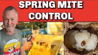 Beekeeping How To Deal With Mites In The Spring [upl. by Rodman]