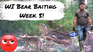 Wi Bear Baiting 2024 Wolves on the baits [upl. by Enillebyam131]