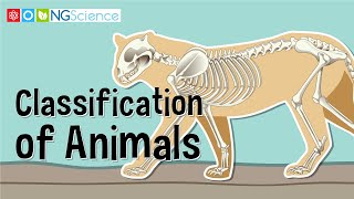 Classification of Animals [upl. by Malina]