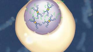 FISH Technique Fluorescent In Situ Hybridization HD Animation 1 [upl. by Biondo621]