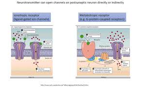 Neurobiology 44 Properties of chemical synapses [upl. by Sunda203]