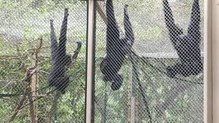 Siamang Gibbons Howling LA Zoo Los Angeles California USA March 11 2021 Animals Winter [upl. by Jaal107]