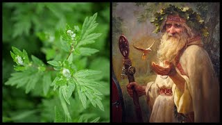 Mugwort  Shamanic Herb of Dreams amp Visions [upl. by Scuram]