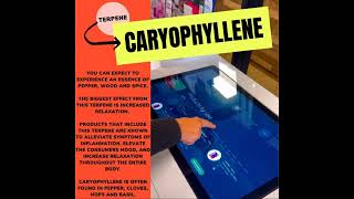 CARYOPHYLLENE [upl. by Aislehc442]