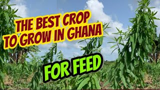 This is best crop to grow as feed [upl. by Peh]