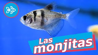 PECES tetra MONJA · Gymnocorymbus ternetzi 🙏 [upl. by Cahan]