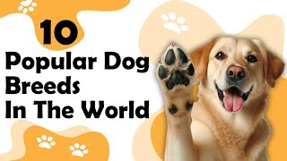 10 Popular Dog Breeds In The Current World [upl. by Kiefer558]