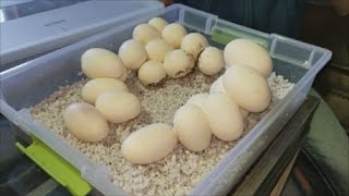 How to Prep and Care for Snake Eggs [upl. by Blithe]