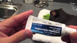 How To Treat Ringworm in Guinea Pigs [upl. by Otrebliw]