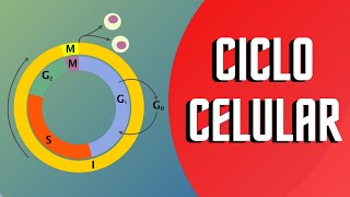 CICLO CELULAR Y SUS FASES  Interfase y Mitosis [upl. by Eemaj]