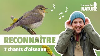 7 chants doiseaux faciles à reconnaître No 376 [upl. by Notyap]