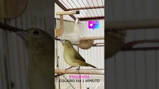 coleiro esquenta em 1 minuto com essa fêmea birds coleiratuitui nature cantotuitui [upl. by Morrell]