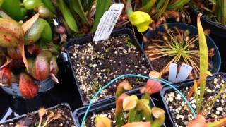 Venus Fly Trap Winter Care Guide amp Cold growing Carnivores  Temperate Carnivorous Plant Update [upl. by Vanhook840]