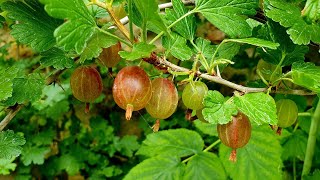 The Red Gooseberries are starting to blushTime for a Taste Test [upl. by Sair]