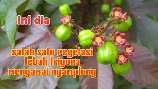 Vegetasu lebah menyamai pohon nyamplung [upl. by Hiram84]