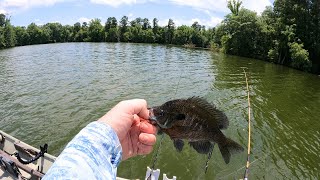 Summer Bream Fishing With Red Worms [upl. by Jaymie]