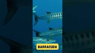 Barracuda Adventure Song  Ocean Animals  Fun Phonics for Children  UZR Learning  abcd kids [upl. by Uri]