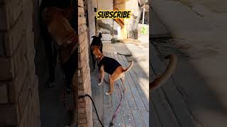 Angry puppy fighting with street dog 🐶😈🐕funnydogvideos cutepuppy viral [upl. by Cissie]