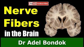 Commissural Association and Projection Fibers in the Brain Dr Adel Bondok [upl. by Nishi]