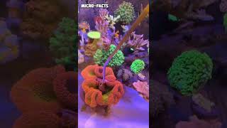 rainbow carpet sea anemone facts fishtank [upl. by Endys]