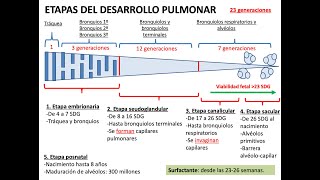 Embriología Desarrollo del sistema respiratorio y cavidades corporales [upl. by Figueroa]