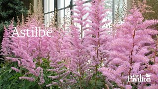 Should an Astilbe Live in Sun or Shade Astilbes at The Pavilion Cork [upl. by Akehsal]