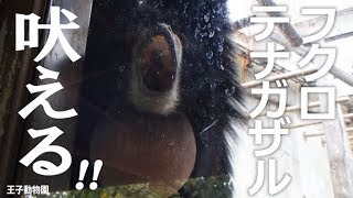 吠えるっ フクロテナガザル【王子動物園】膨らむ大きなのど袋。目の前で叫ぶお猿さん [upl. by Araes]