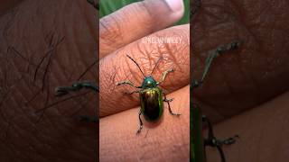 Dogbane Leaf Beetle Handling 🪲 [upl. by Albina]